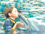 Dolphin Daydream